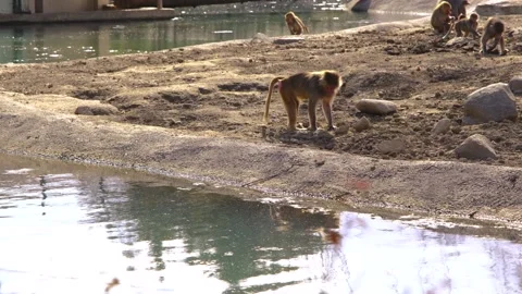 A small monkey walking near the pond Stock Footage 154178800