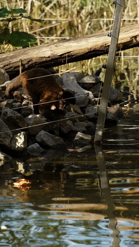 A small monkey walks across rocks toward water inside a zoo enclosure, showing Stock Footage 325740014