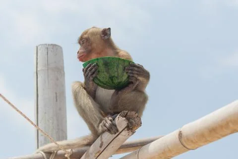 Small monkey watermelon Stock Photos