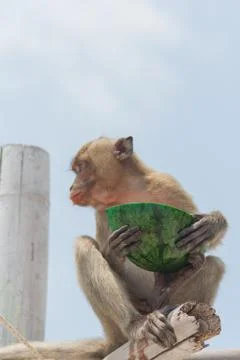 Small monkey watermelon Stock Photos