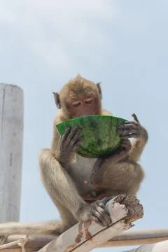 Small monkey watermelon Foto stock