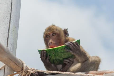 Small monkey watermelon Stock Photos
