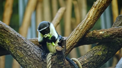 A small monkey in a zoo eating celery Stock Footage 337104638