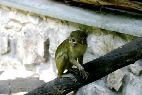 Small monkey in zoo Stock Photos