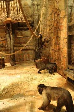 Small monkeys of the capuchin breed run and frolic in the enclosure. Monkeys Stock Photos