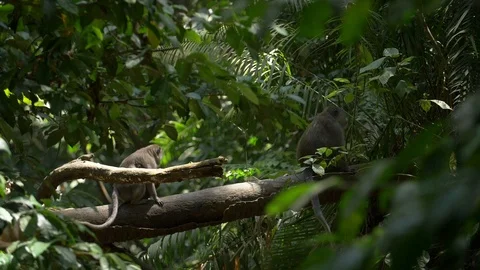 Small monkeys leaping and running along green leafy branches Stock Footage 93542533