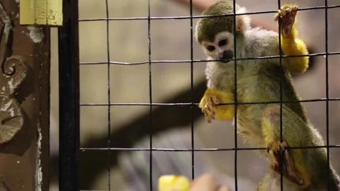 Small monkeys in a mini zoo cage Video stock 307955963