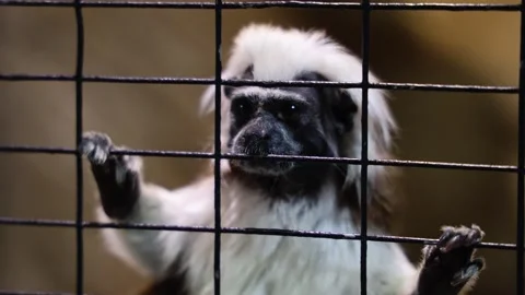 Small monkeys in a mini zoo cage 库存影片 307956005
