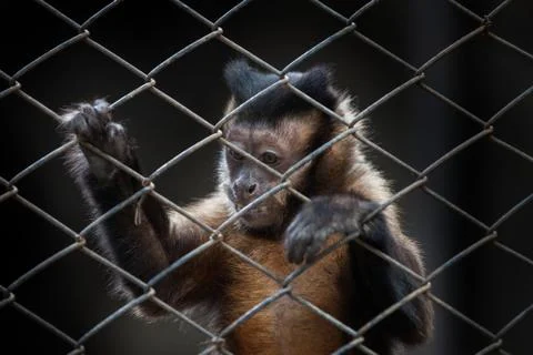 Small monkeys were kept in a cage in the zoo Stock Photos
