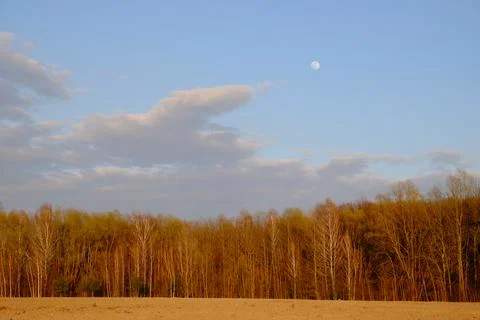 Small moon in the evening sky over the forest. Landscape. Stock Photos
