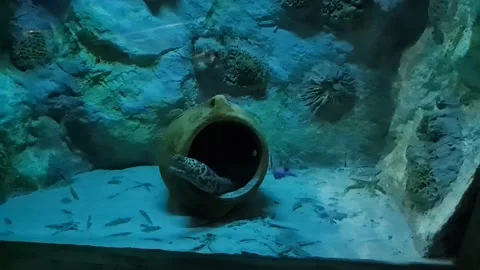 Small Moray Eel Stock Footage 197402824