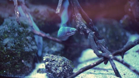Small moray eel swimming and opening his jaws in aquarium Stock Footage 122260040