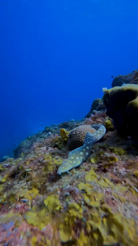 Small morene looking for something to eat Stock Footage 233225812