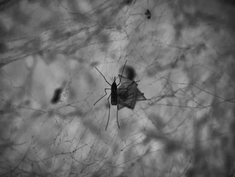 A small mosquito in a cobweb Stock Photos