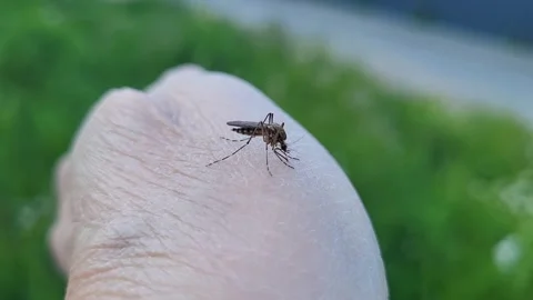 A small mosquito is drinking blood from a human hand. Close-up of a mosquito suc Stock-Footage 337136219