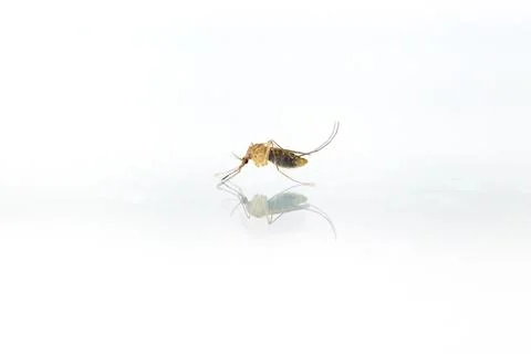 Small Mosquito on white background Stock Photos