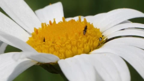 Small mosquitos crawling on a beautiful daisy flower, Vidéo 155783575