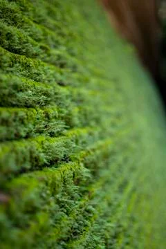 Small moss on a brick wall at Wat Umong, Chiang Mai Province in Thailand Foto stock