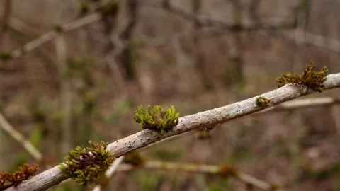 Small Moss On Dry Tree Branch Stock Footage 335975433