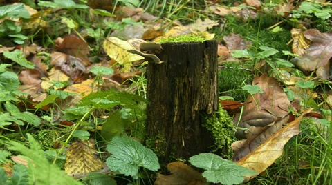Small mossy forest stump Stock Footage 32592347