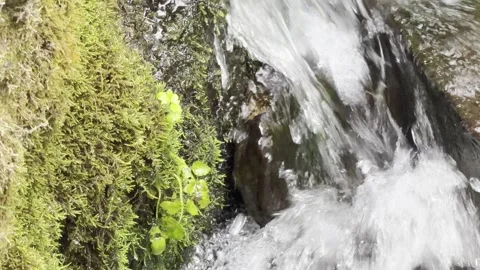Small mossy rock cascade close up Видео 335541619