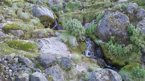Small Mossy Stream in the Andes 库存影片 77490385