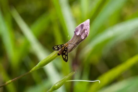 Small moth with black and orange wings perches delicately Stock Photos