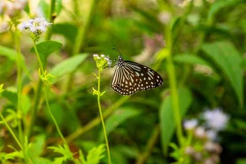 Small moth butterfly resting on wild grass flower in green field. Stock Photos