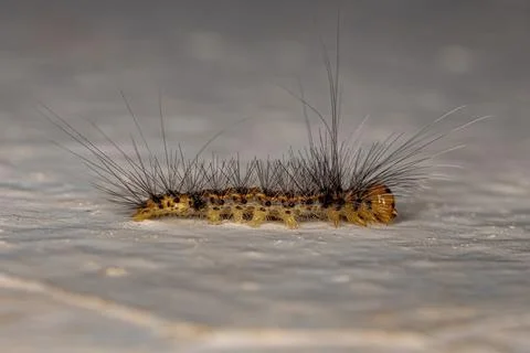 Small Moth Caterpillar Stock Photos