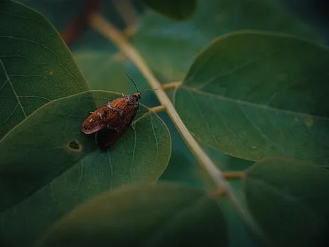 Small moth on grass spring foliage with water drops Stock Photos