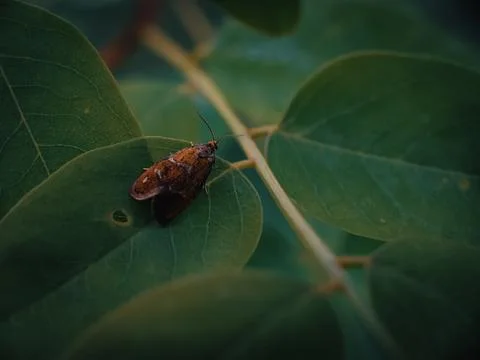 Small moth on grass spring foliage with water drops Stock Photos