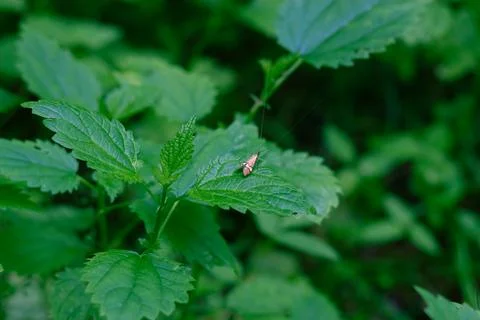 Small Moth On A Green Nettle Leaf Stock Photos