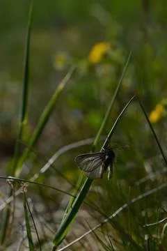 Small moth insect in the grass Stock Photos