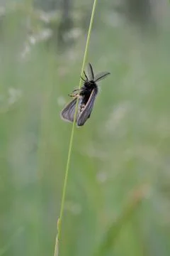 Small moth insect in the grass Foto stock