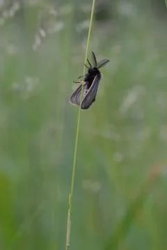 Small moth insect in the grass Stock Photos