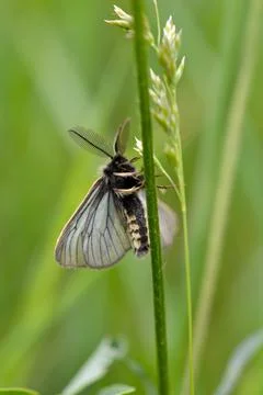 Small moth insect in the grass Foto stock