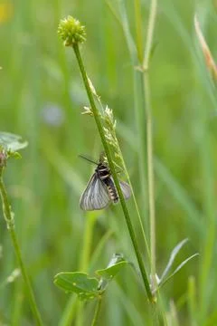Small moth insect in the grass Stock-Fotos