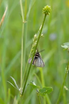Small moth insect in the grass Stock Photos
