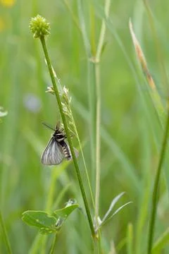 Small moth insect in the grass Stock Photos