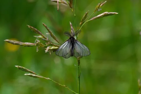 Small moth insect in the grass Foto stock