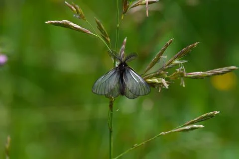Small moth insect in the grass Foto stock