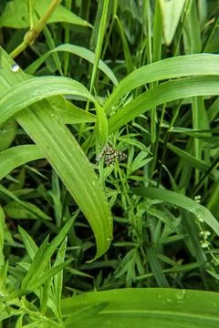 Small moth with intricate wing patterns rests on a vibrant green leaf Stock Photos