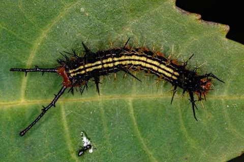 Small moth larva Stock Photos