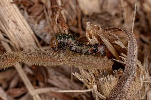 Small moth larva Stock Photos