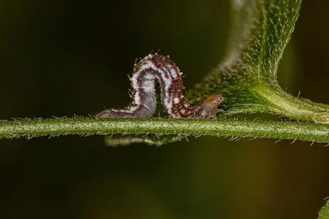 Small moth larva Stock Photos