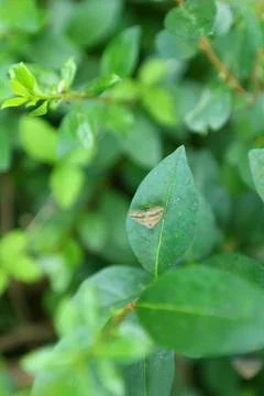A small moth with patterned wings rests on a lush green leaf of a bush in a natu Stock Photos