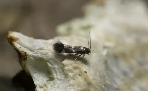 Small moth Stock Photos