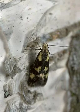 Small moth Stock Photos