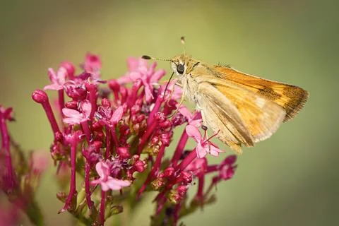 Small moth on red flower. Stock Photos