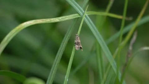 Small Moth Resting and Taking Flight from Grass Blade - 4K Wildlife Slow Motion 库存影片 336722782